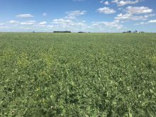 A chickpea and flax intercrop mix on Colin Rosengren’s farm at Midale, Sask.