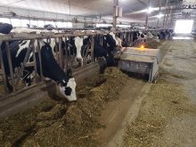 Feed particle size does make a difference. The ration should include longer stem forages that encourage cud chewing.