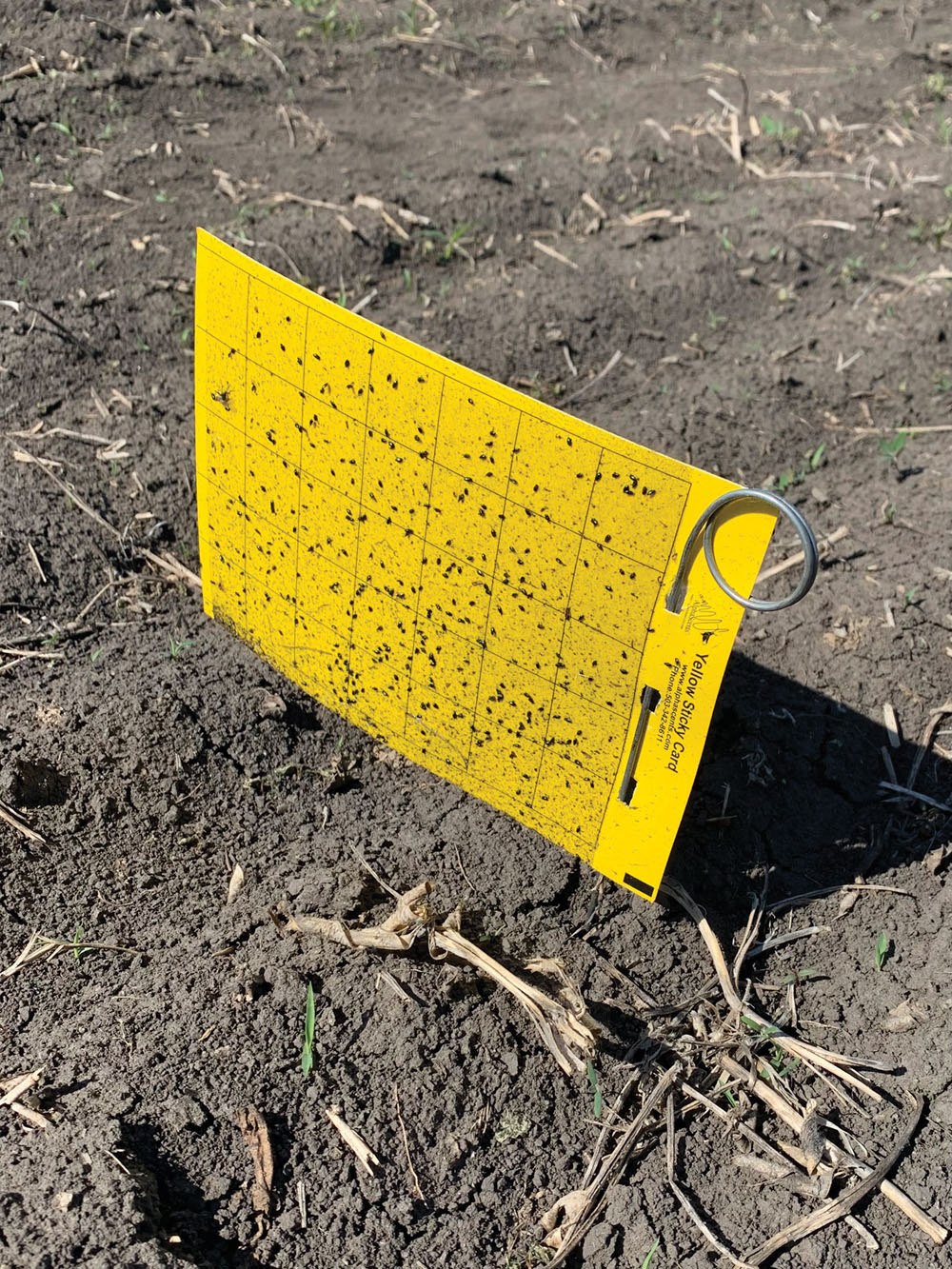 Sticky yellow traps like this one were used to conduct flea beetle counts and were replaced each week as part of the study.