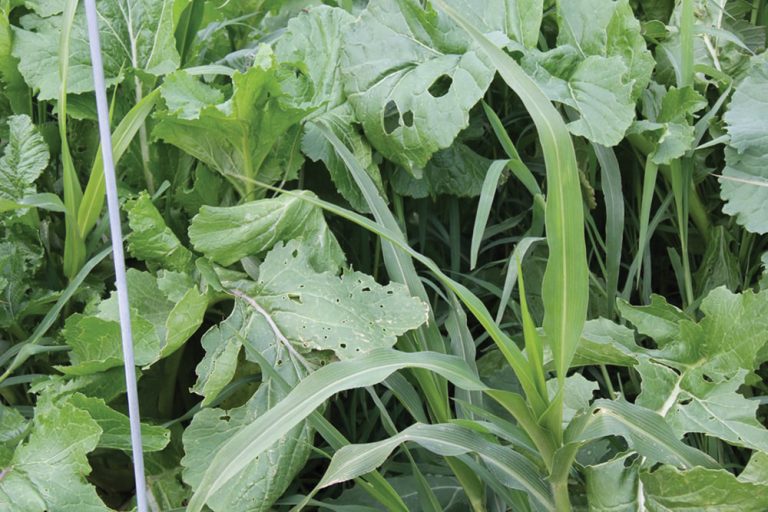 Grazing cover crops shows soil health dividends Grainews