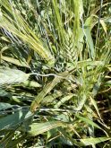 Bacterial leaf streak has an impact on late-stage crops but can appear in the three- to five-leaf stage.