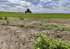 A sprayer carrying OnDeck herbicide approaches a patch of kochia.