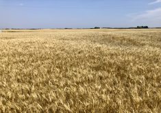 Protein content was average for most classes of Canadian wheat in 2023, except for durum, which came in above-average for protein.