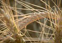 The Canadian Grain Commission reports barley production across the Prairies down by 10 per cent in 2023 over 2022.
