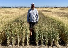 A CDC Vantta plot at the College of Agriculture and Bioresources Crop Development Centre (CDC) at the University of Saskatchewan in Saskatoon in 2022. The new Canada Western Amber Durum variety from SeCan was developed by CDC wheat breeder Curtis Pozniak, pictured here.