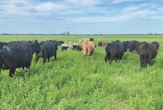 Graeme Finn’s cattle on a high-legume pasture at breeding time.