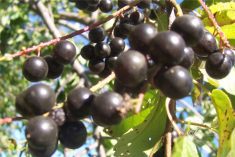 chokecherries on the tree