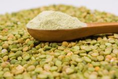 spoonful of powdered peas on a pile of split dry peas