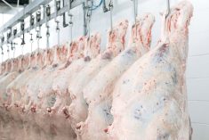beef carcasses