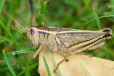 The two-striped grasshopper has two pale stripes that extend from its eyes to the tips of its forewings and solid black stripes on its hind legs.