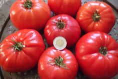 Tomatoes and a toonie