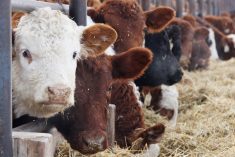 BRD is the most common reason for administering antimicrobial drugs to cattle and is probably one of the most important economic diseases of beef cattle in North America.