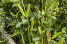 For fresh eating and freezing, fava beans must be picked when they are full-sized beans.