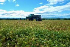 Reuben Stone broadcasts rye into his soybeans roughly four to five weeks before harvesting.