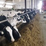 A full feed bunk not long after TMR feeding.