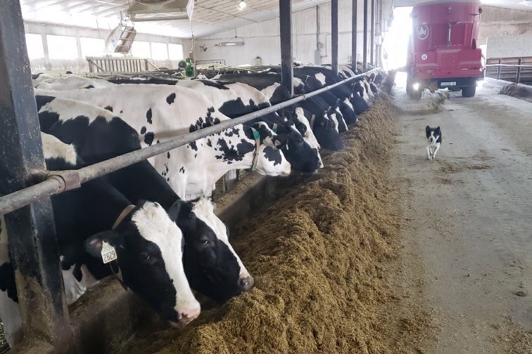 A full feed bunk not long after TMR feeding. 

