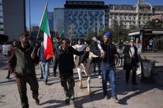 Protesters lead a cow on a street in downtown Milan as people protest against European agricultural policies, next to the Regional Council of Lombardy in Milan, Italy February 5, 2024. REUTERS/Claudia Greco