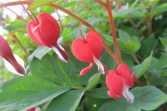 This is a closeup of superb Valentine bleeding heart flowers. The plant likes soil to be evenly moist but not constantly wet. Allow surface soil to become dry to an inch deep or more between waterings. An eastern exposure is ideal and filtered light or mostly shade is preferred much of the day. Avoid scorching the plant from too much direct sunlight and excess heat. As soon as the first crop of blooms begins to show signs of exhaustion, cut back the entire plant once flowering is done. Sprinkle a complete fertilizer on the surrounding soil, moisten in and wait. If autumn frost doesn’t arrive too early, you’ve a good chance to enjoy a second flowering of bleeding heart during fall.