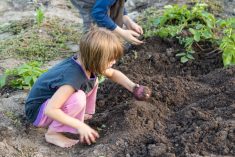 Growing potatoes in Prairie farm gardens should be relatively easy if you’re able to anticipate and avoid the usual problems.