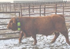 Researchers at the University of Saskatchewan’s Livestock and Forage Centre of Excellence want to know if bull neck collars that are supposed to alert producers when they detect cows in heat actually work.