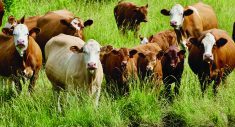 Energy needs of cows for reproduction are low, but milk production and body maintenance create need for more feed.