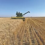 A vintage combine such as this one, actually harvesting grain, is a rare sight.