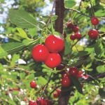 What’s now known as the Evans cherry likely had ancestry in Siberia and was brought to Alaska by Russian immigrants.