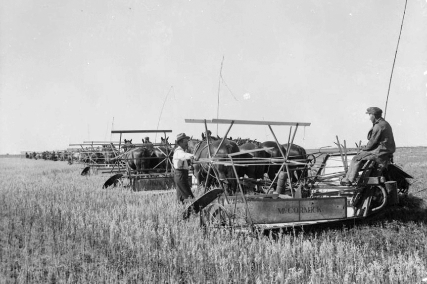Twelve binders at work near Wilcox, Sask., in what's now the RM of Bratt's Lake, year unknown.