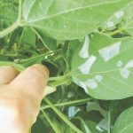 The soybean tentiform leafminer is blamed for these blotchy leaf mines on plants in a soybean field.