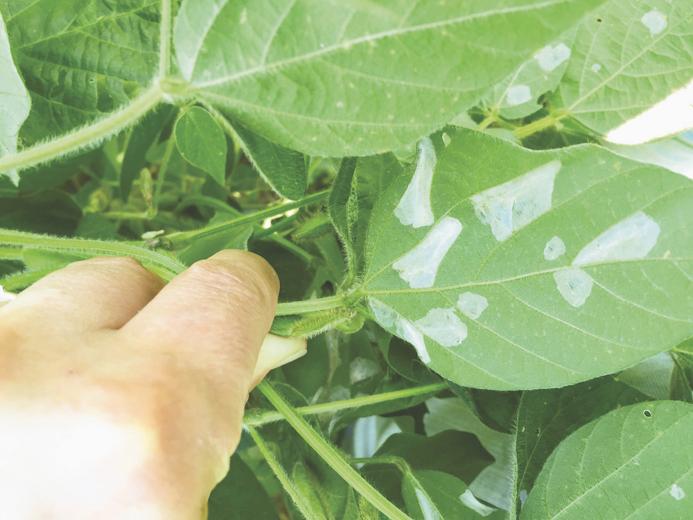 The soybean tentiform leafminer is blamed for these blotchy leaf mines on plants in a soybean field.