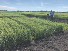U of M professor Paul Bullock checks data from a portable weather station during development of the FHB risk assessment tool.