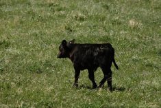 black calf on pasture