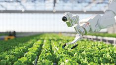 a robot working in a greenhouse