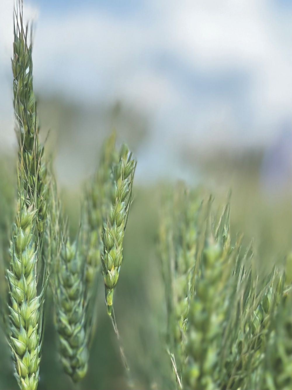 Alberta crop commissions name leadership