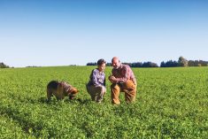 Researchers now recommend allowing one or two years between terminating an old alfalfa stand and reseeding.