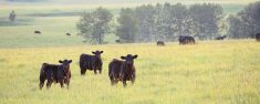 Drought has meant more demand for forage insurance, but accuracy of measurement based on local conditions is challenging.