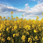 Manitoba’s canola growers have elected a new president and set up a new executive position of past president.
