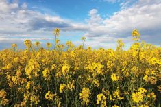 Manitoba’s canola growers have elected a new president and set up a new executive position of past president.