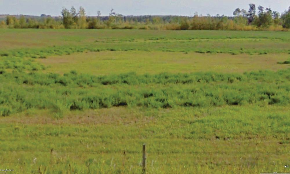 A peat slough by Highway 26 north of Pine Cove.