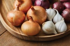 As picturesque together as they may be, onions and garlic should be kept in separate areas while growing in the garden.