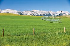 A centre-pivot system at work near Cowley, Alta., about 40 km east of Crowsnest Pass. Snowpack in mid-February was estimated at 50-75 per cent of normal at monitoring sites in southern Alberta's Rocky Mountains.