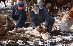 The shortage of veterinarians often becomes most apparent during calving season. |