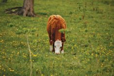 The level of worm concentration on a pasture is usually in line with the level of cow and calf grazing activity.
