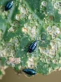 Crucifer flea beetles, shown here on cabbage, are considered by growers to be among the greatest economic risks to canola crops.