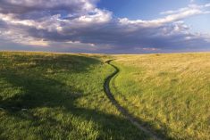 A view of the grassland at Calgary’s Nose Hill Park. Preliminary results of recent research suggest Alberta’s grasslands have fared better than other such regions in weathering the effect of drought.
