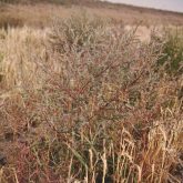 Planting perennial forages in ditches is recommended to help keep kochia from getting a toehold.