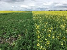 This field trial at Clayton Harder Farms near Winnipeg, Man., illustrates the impact of starter P on a canola crop. The right side had phosphorus and sulfur fertilizer applied in the seed row at planting and the left side did not.