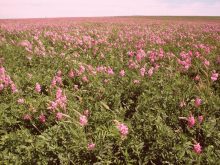 Canadian breeding programs have developed sainfoin varieties such as AAC Mountainview and AAC Glenview.