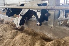 Heifer rations are a balance of enough nutrition for optimum growth and low cost.