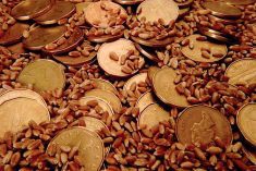 loonies in wheat